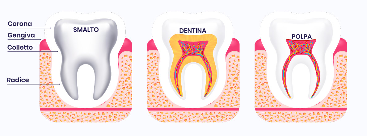 Sezione dei denti che mostra smalto, dentina e polpa.