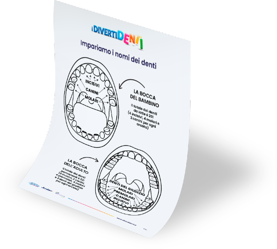 Immagine con disegno da colorare per imparare i nomi dei denti.